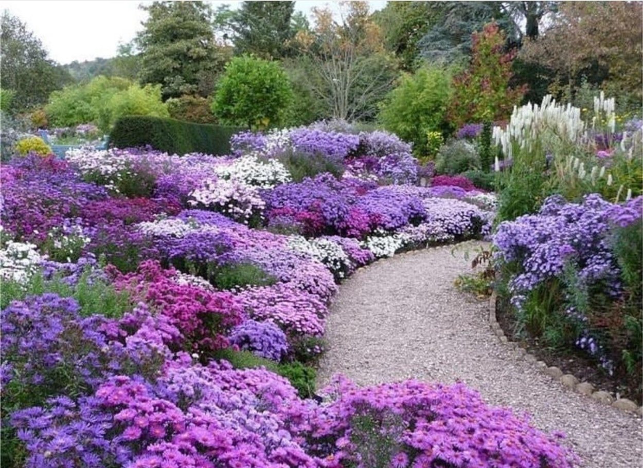 Василек dealbata