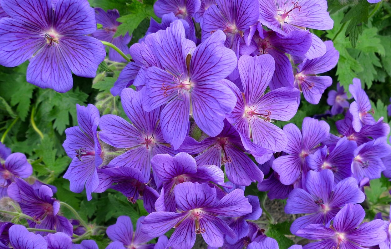 Сиреневые садовые цветы длинные