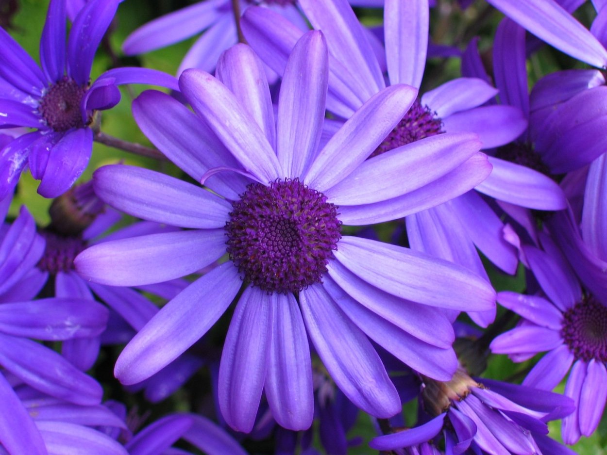 Аллиум и ирисы