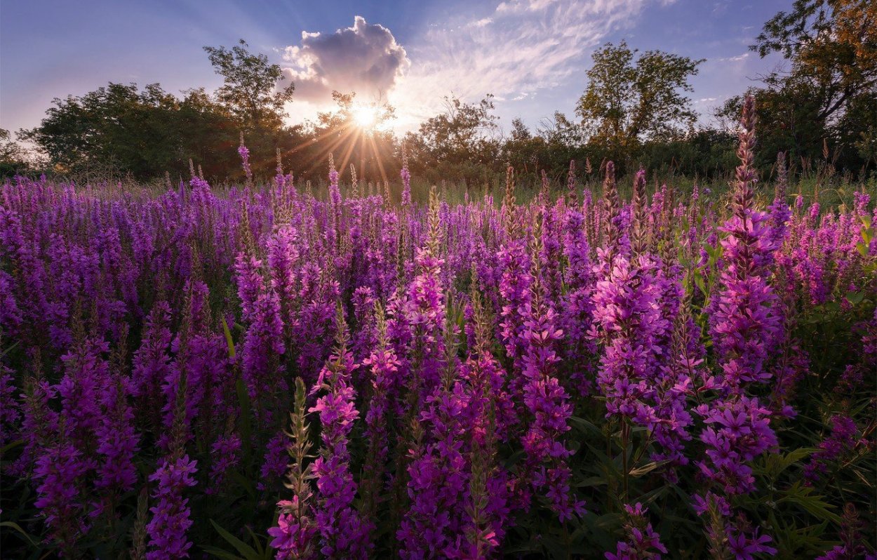 Сад Италии Пиния и Лаванда