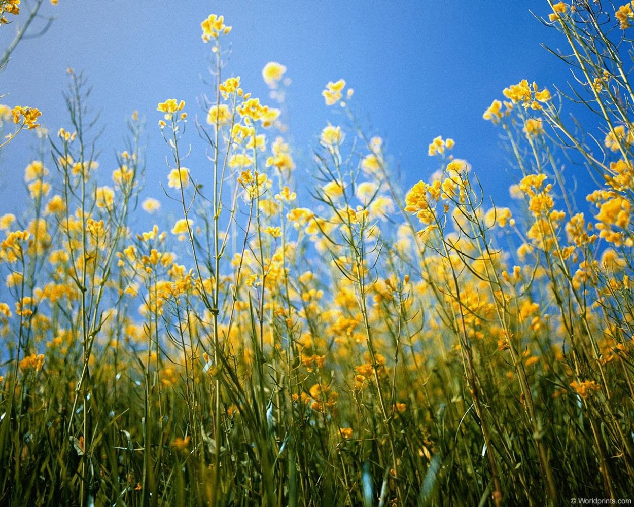 Луговые дикоросы желтые