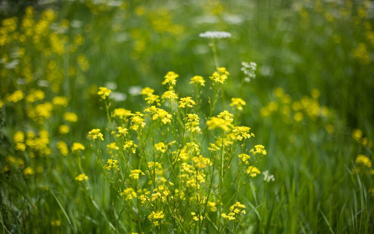 Рапс полевой желтый