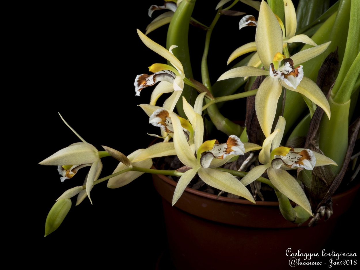 Целогина гребенчатая