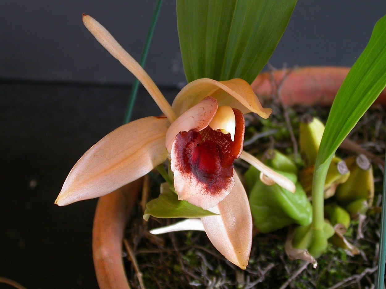 Coelogyne Catherine
