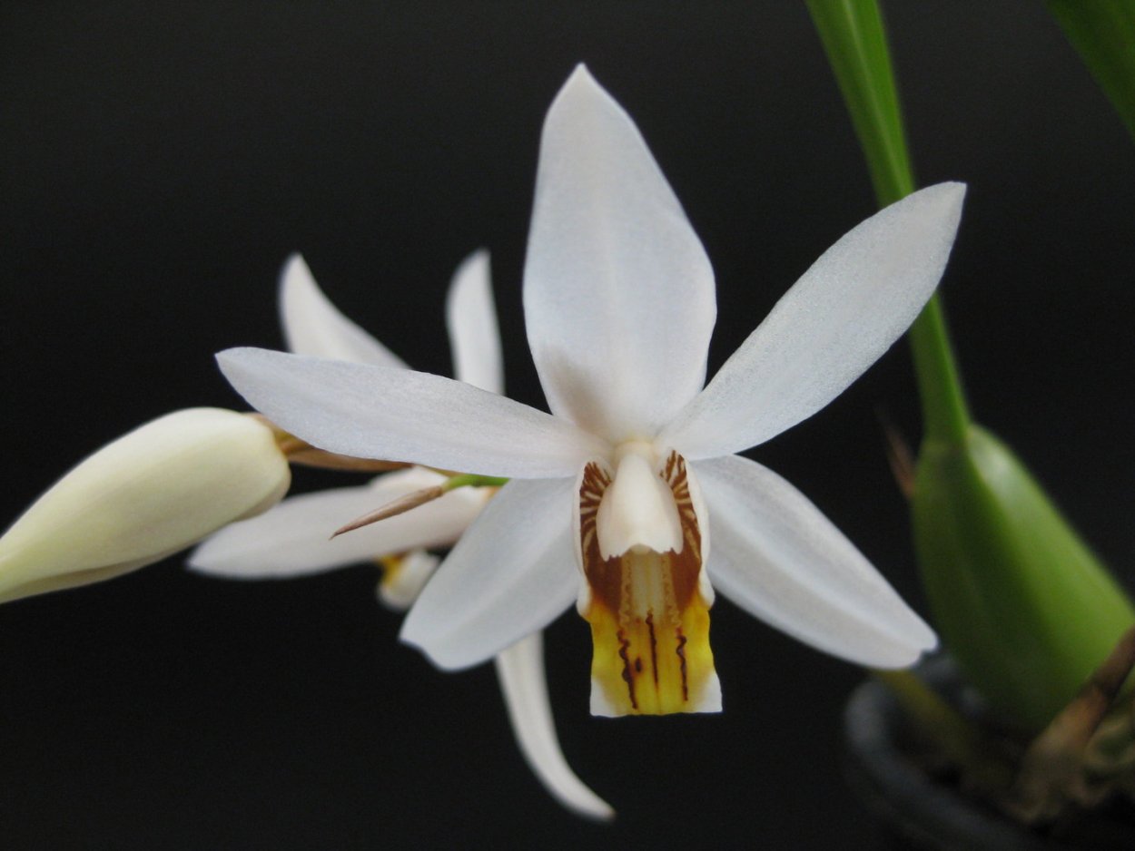 Целогина хололейка