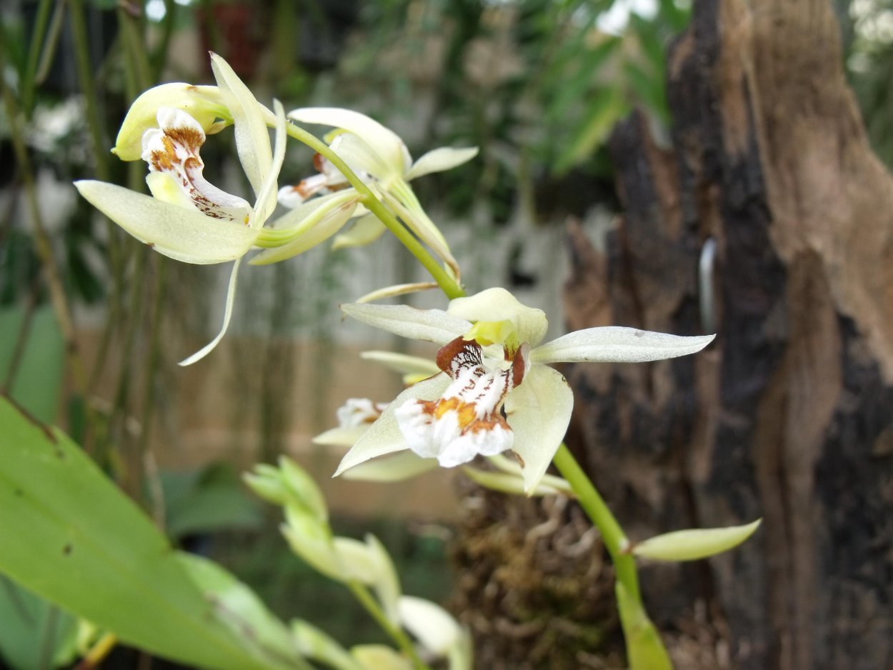 Целогина Кристата