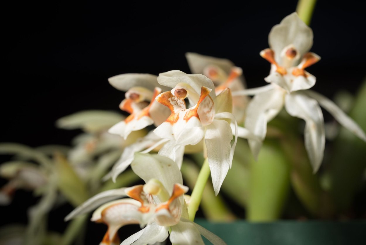 Целогина флассида