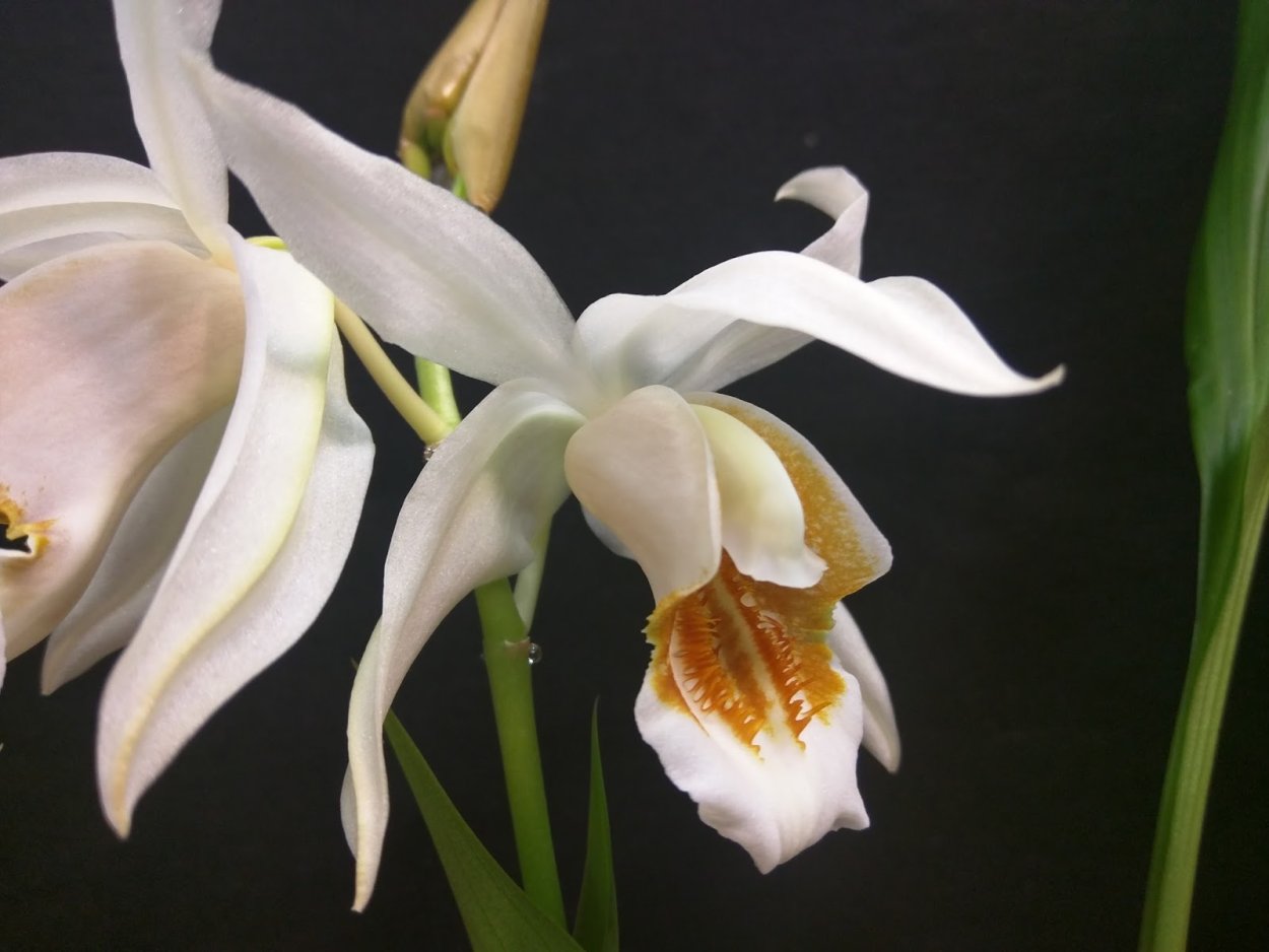 Coelogyne lentiginosa