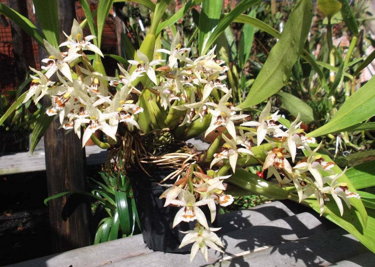 Орхидея целогина Спарса