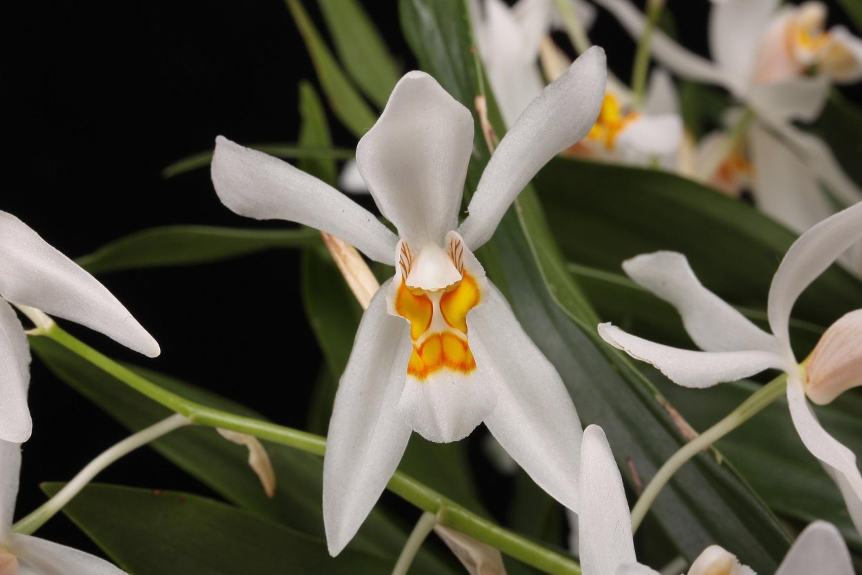 Целогина Нитида