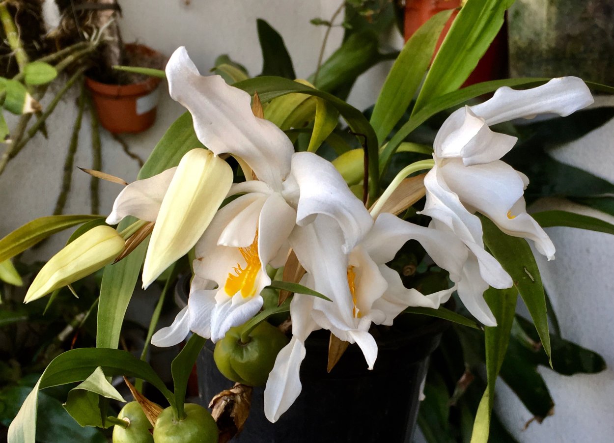 Целогина Мармората