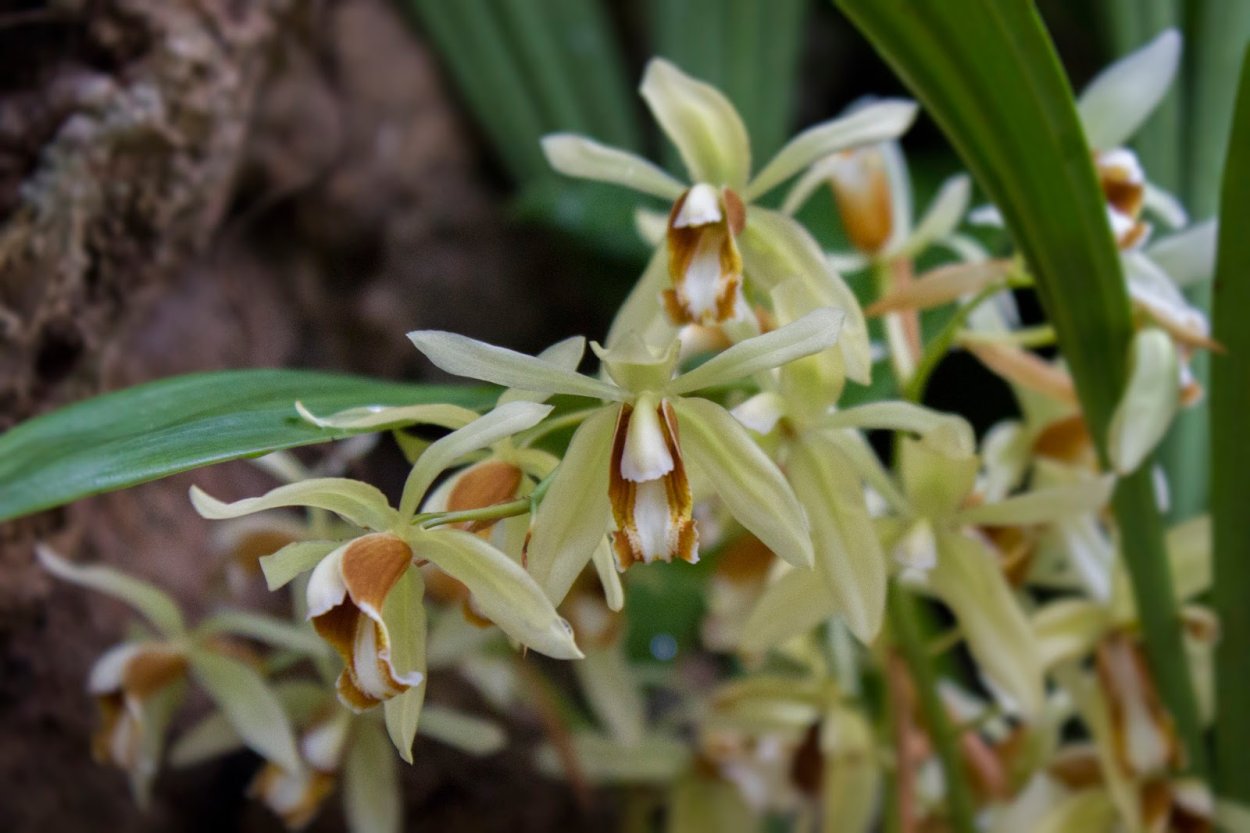 Целогина Эберхард