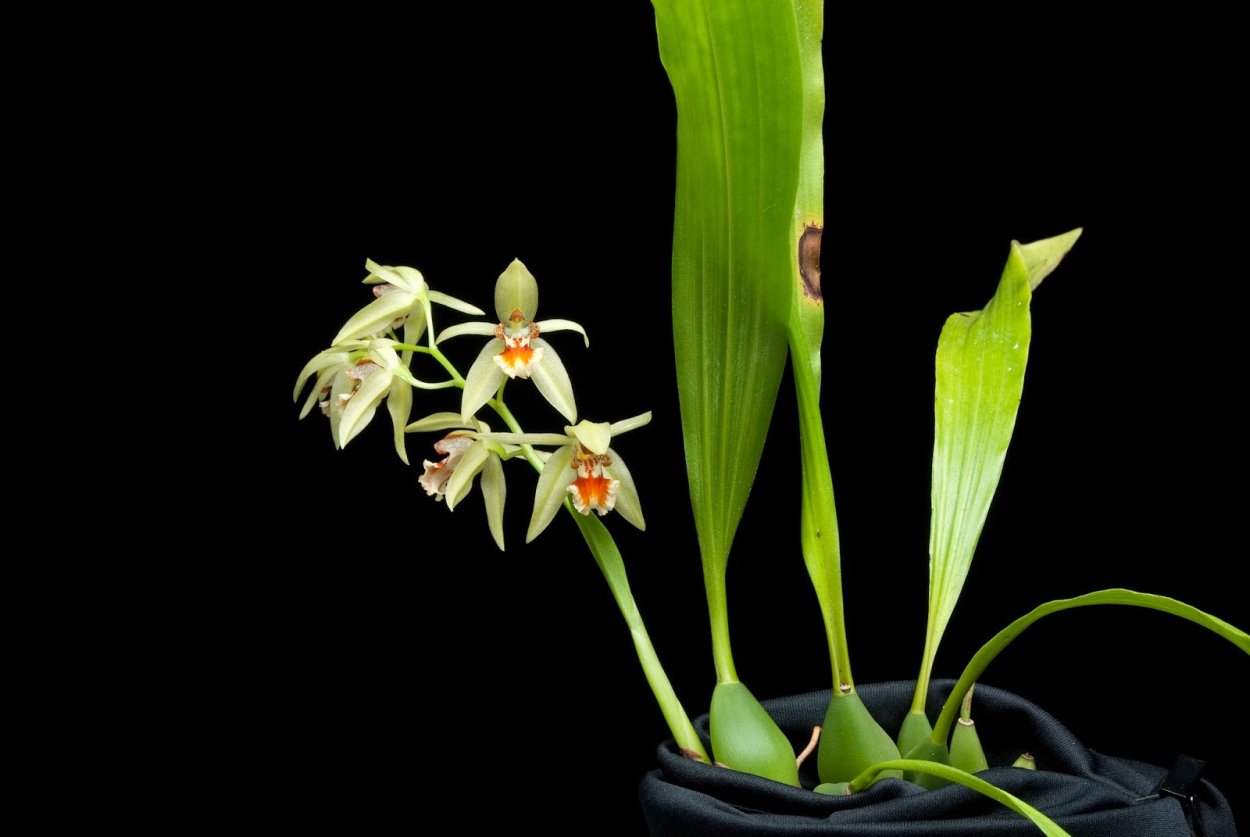 Coelogyne Bird in Flight
