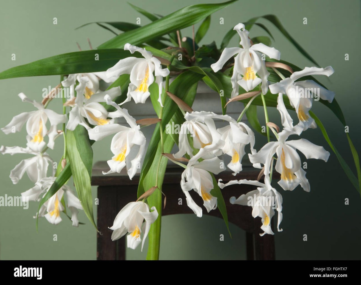 Орхидея Coelogyne usitana