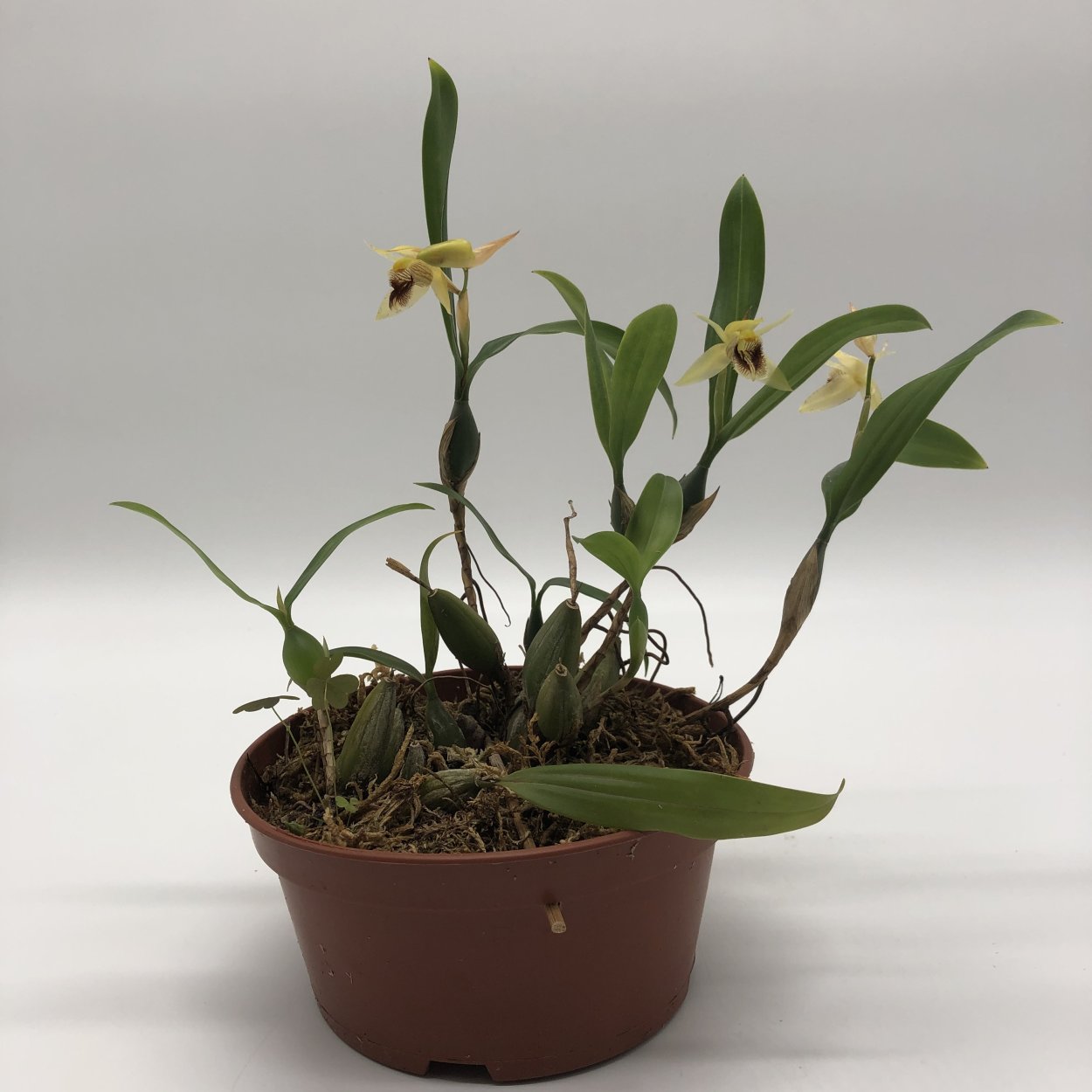 Coelogyne Marmorata