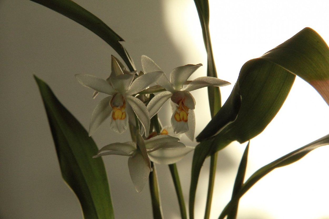 Целогина виды