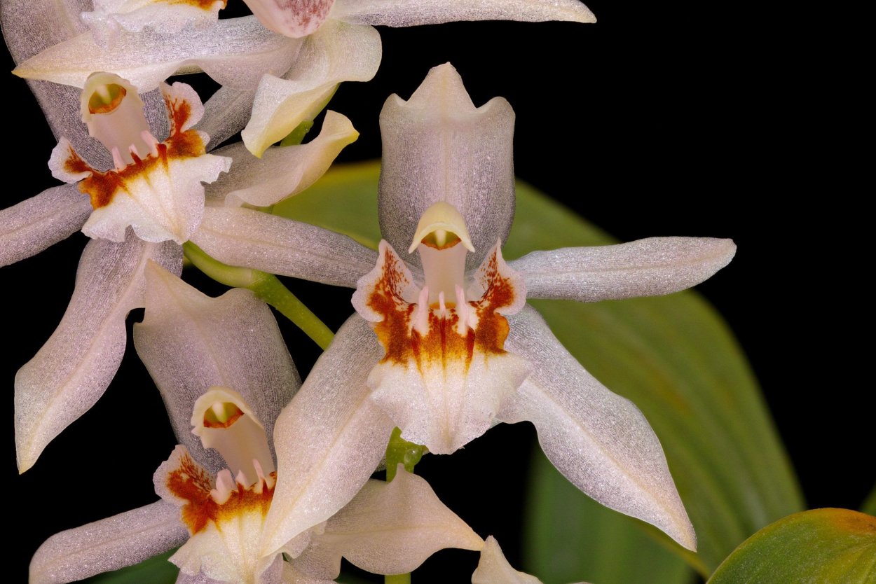 Coelogyne sulphurea