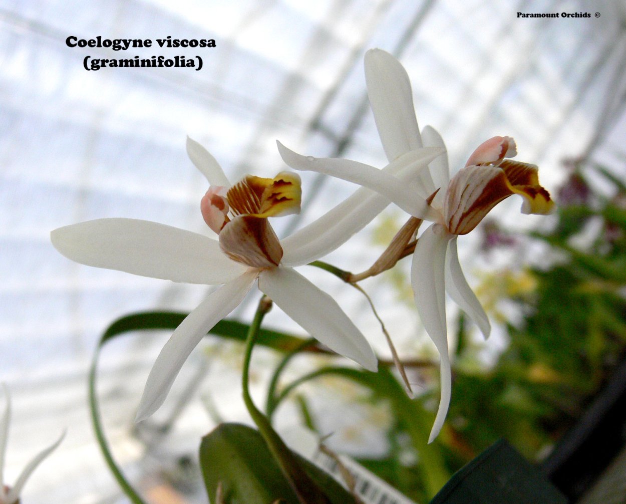 Целогина флассида