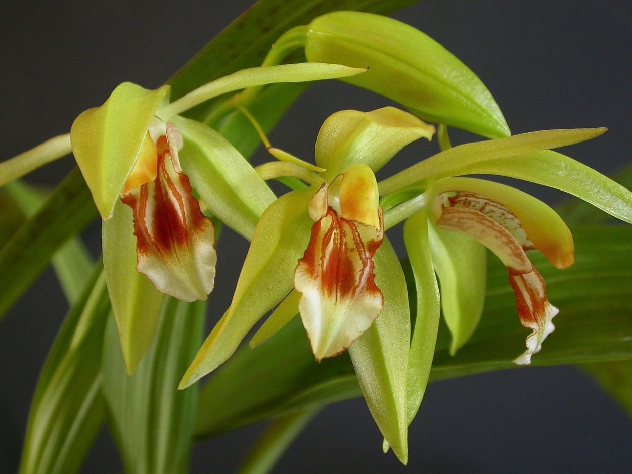 Coelogyne calcicola