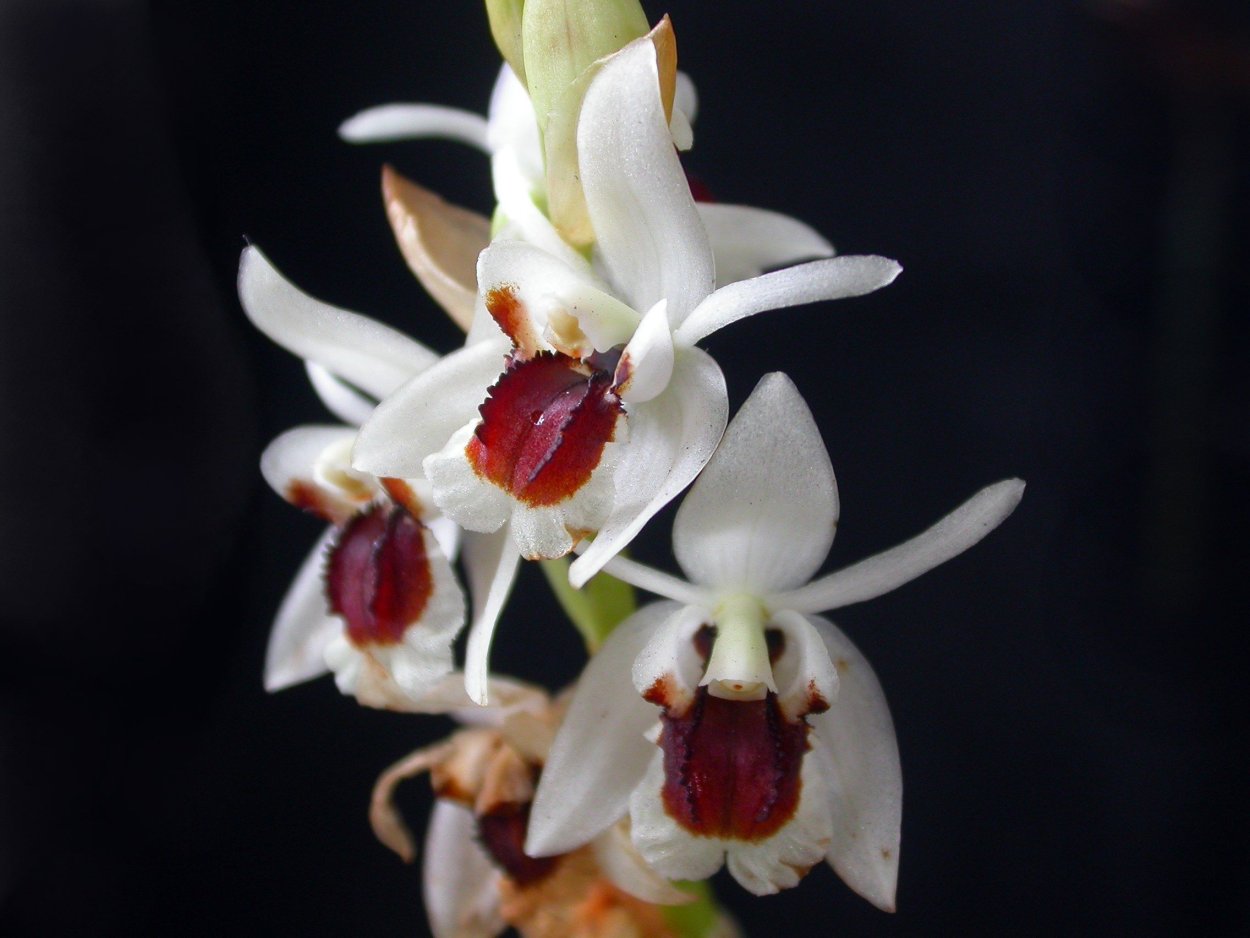 Coelogyne huettneriana