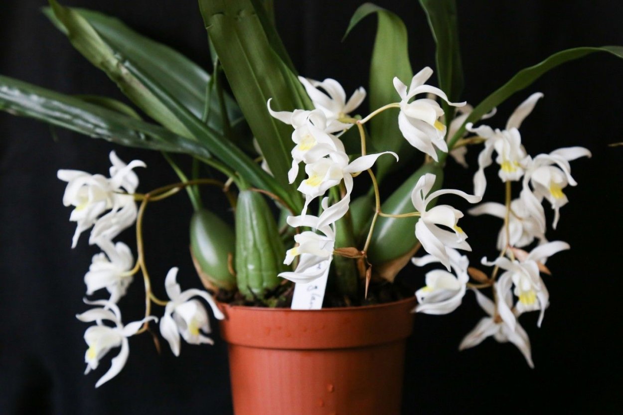 Целогина Массанжа