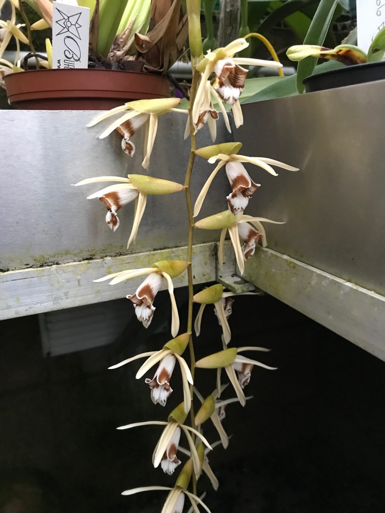 Орхидея Coelogyne schilleriana Rchb.