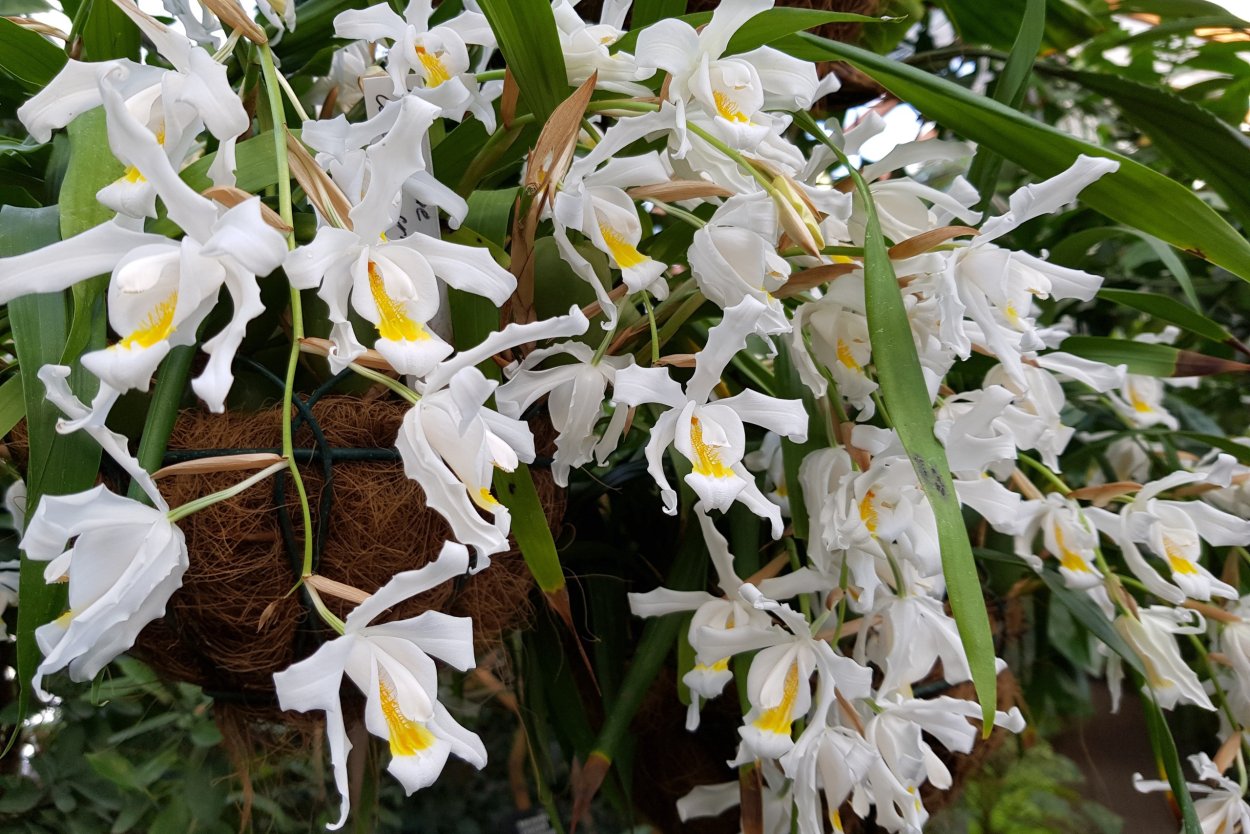 Целогина велютина