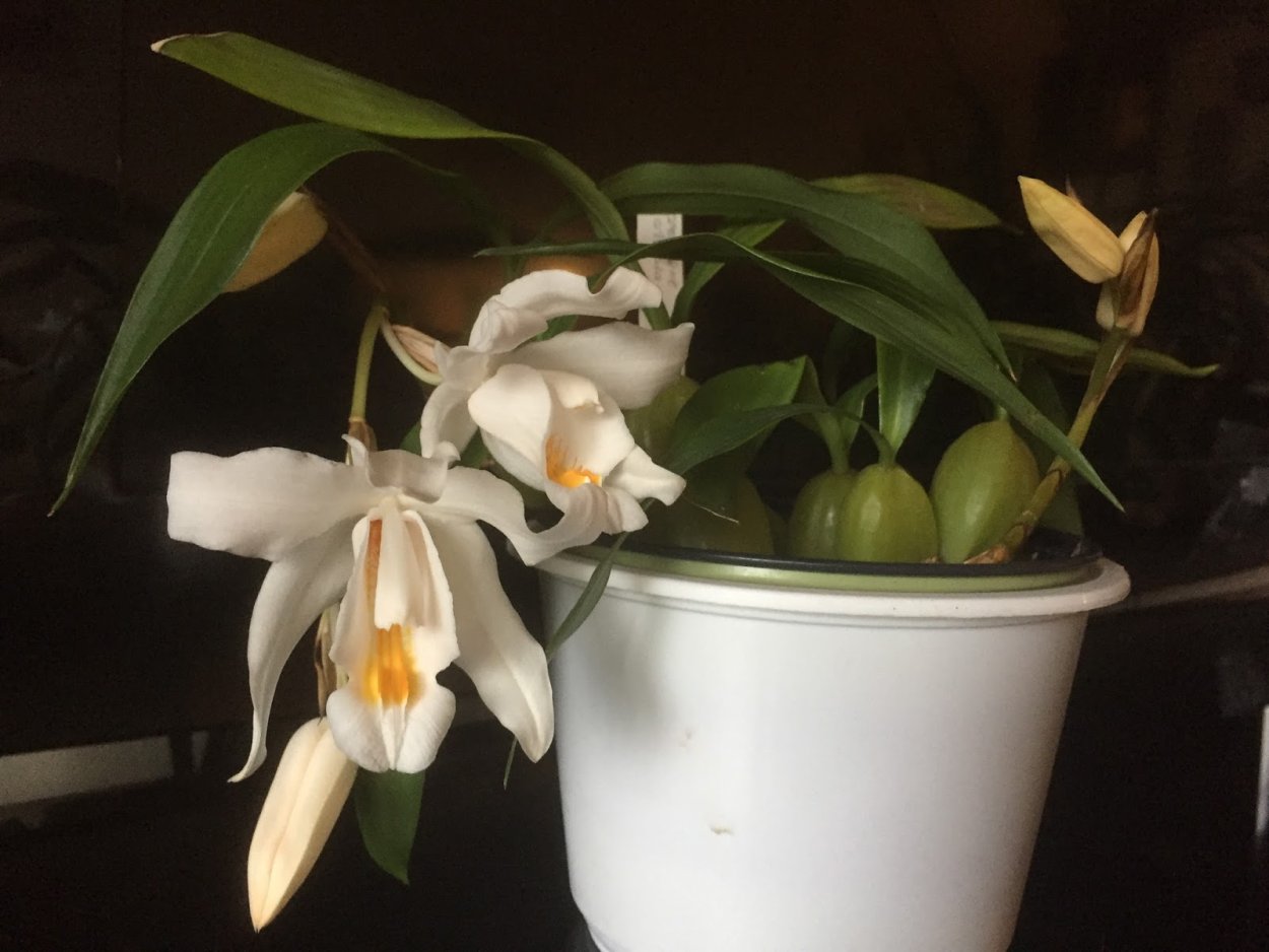 Целогина лайм Бей