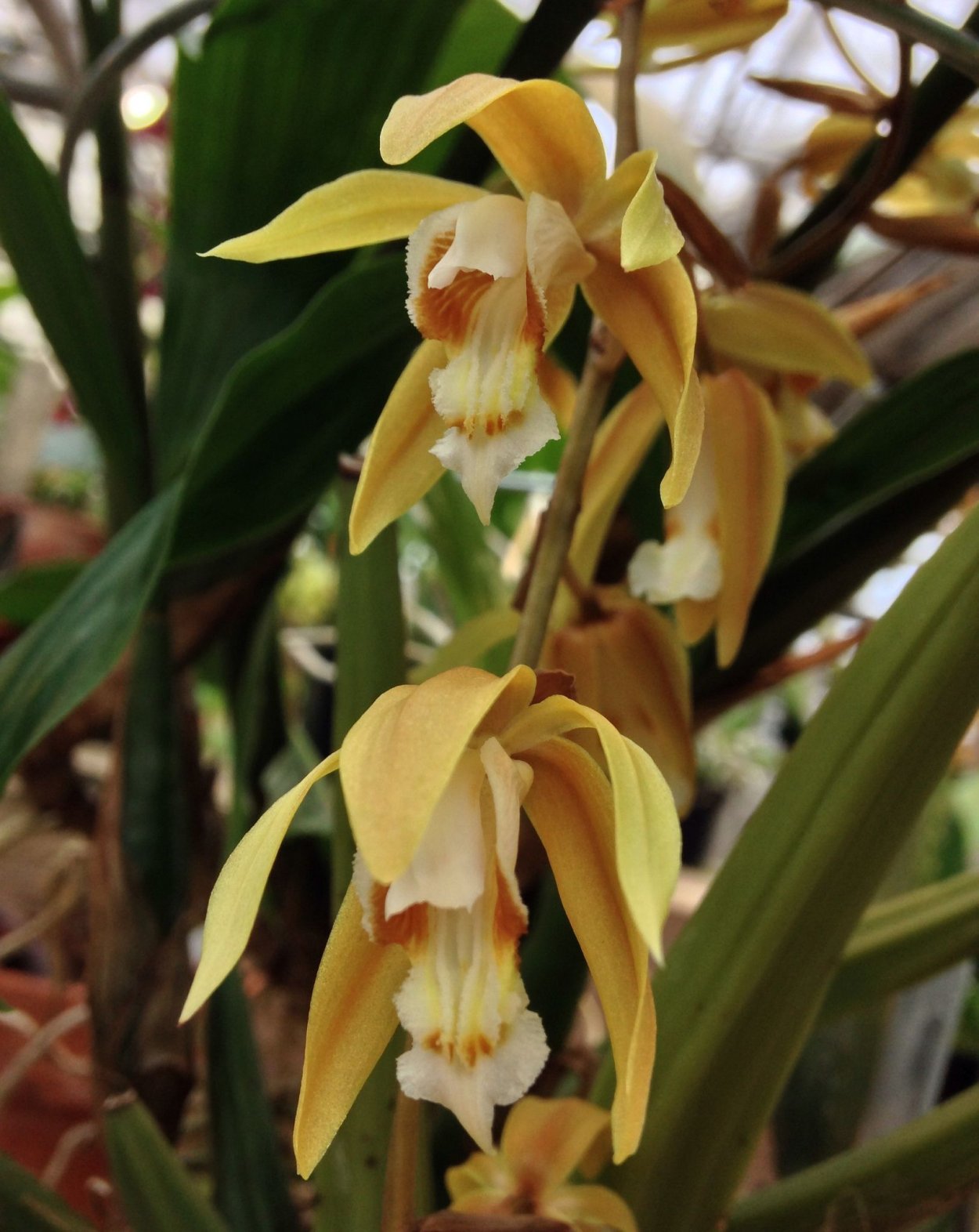 Целогина флассида