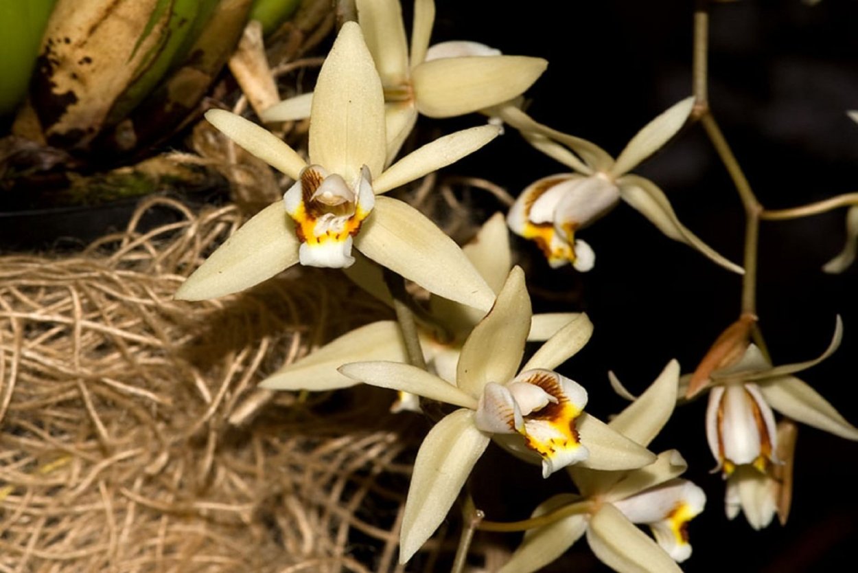 Орхидея целогина Coelogyne fimbriata