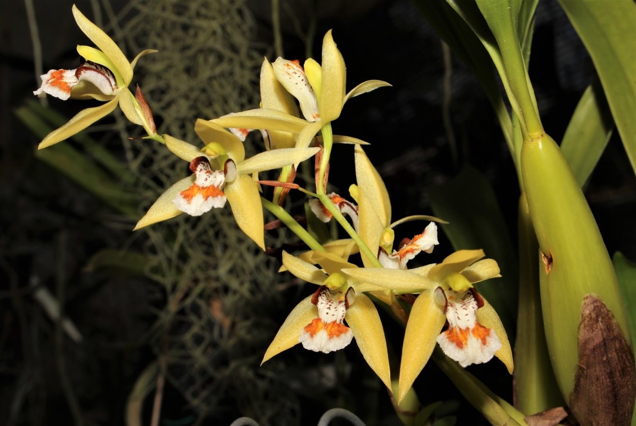 Целогина веррукоза