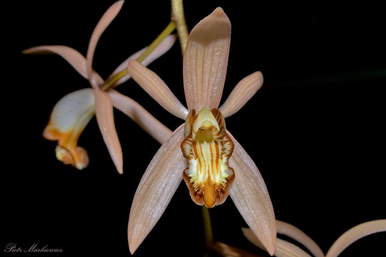 Целогина пониклая