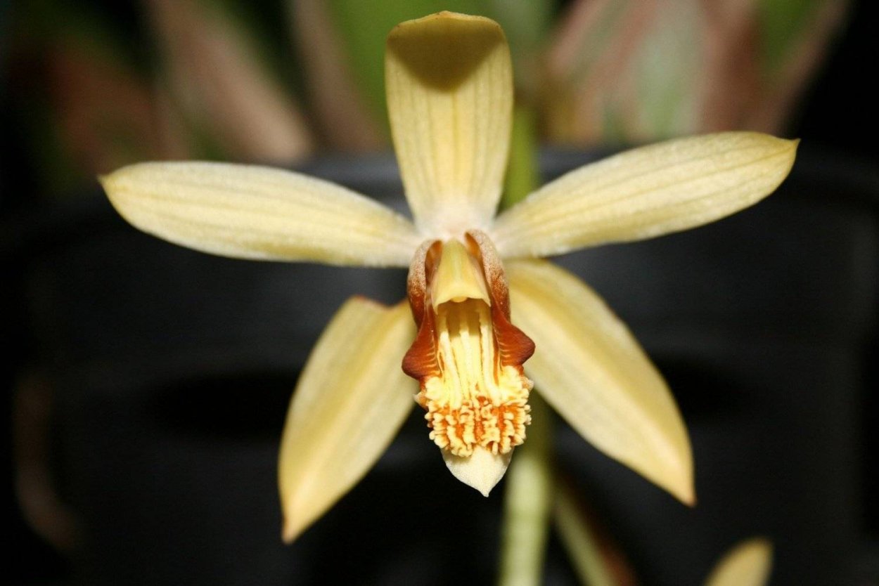 Целогина гландулоза