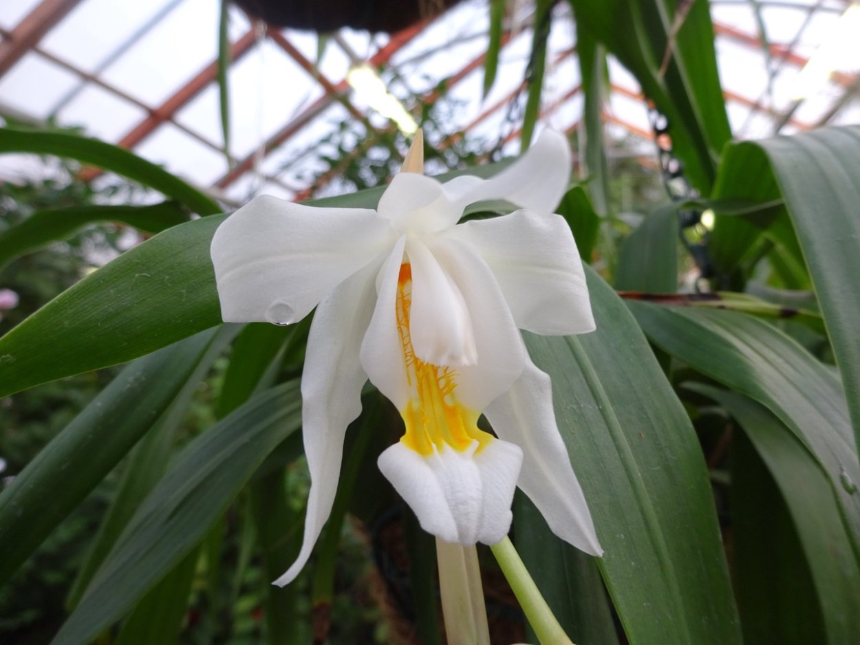 Coelogyne miniata