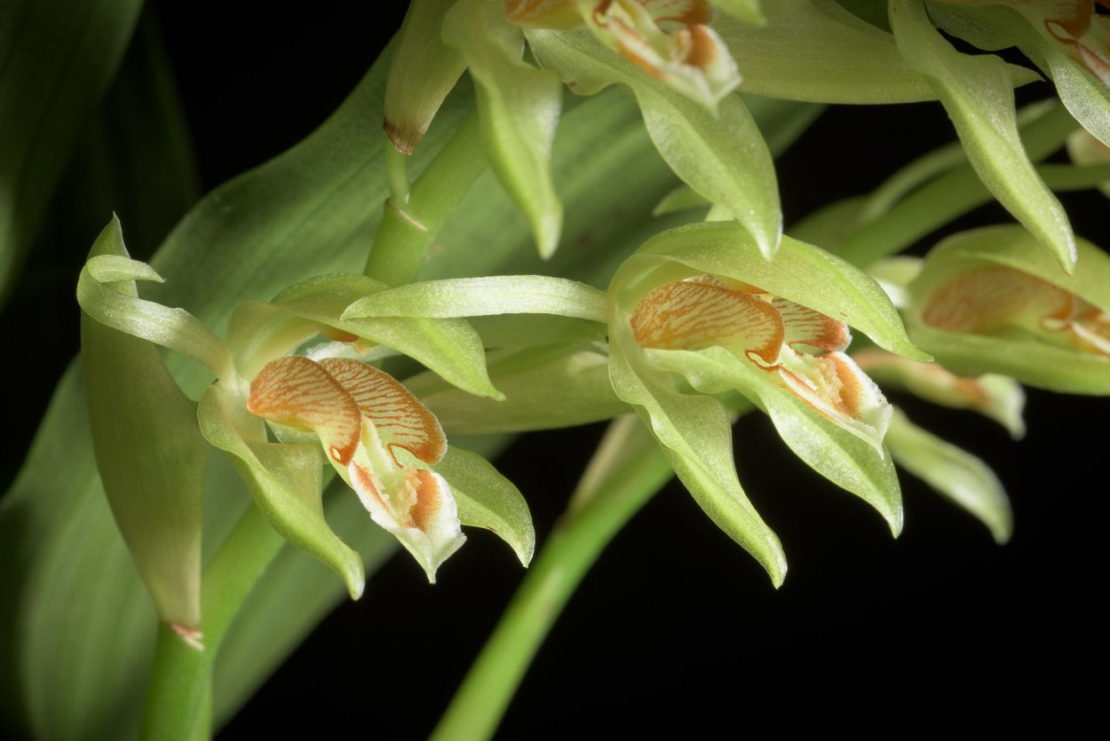 Целогина Асперата