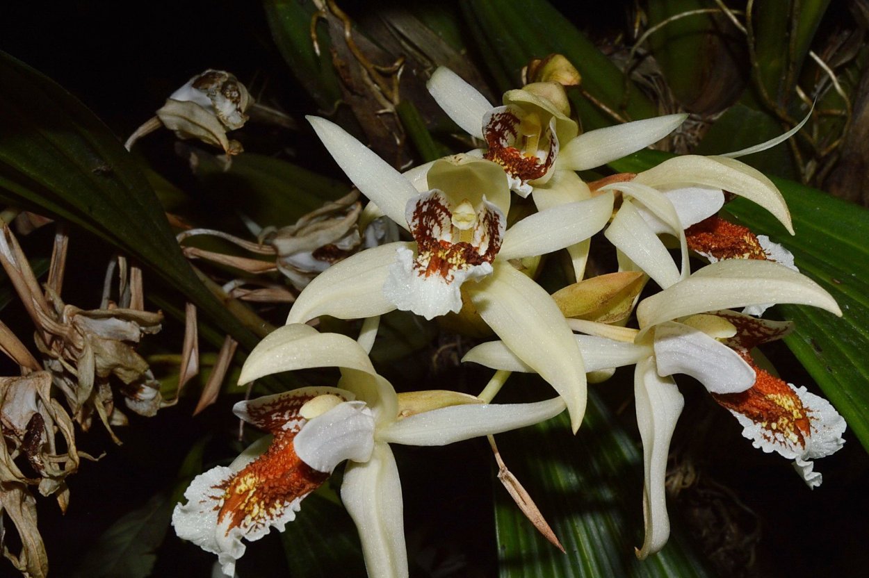 Орхидея целогина Кристата