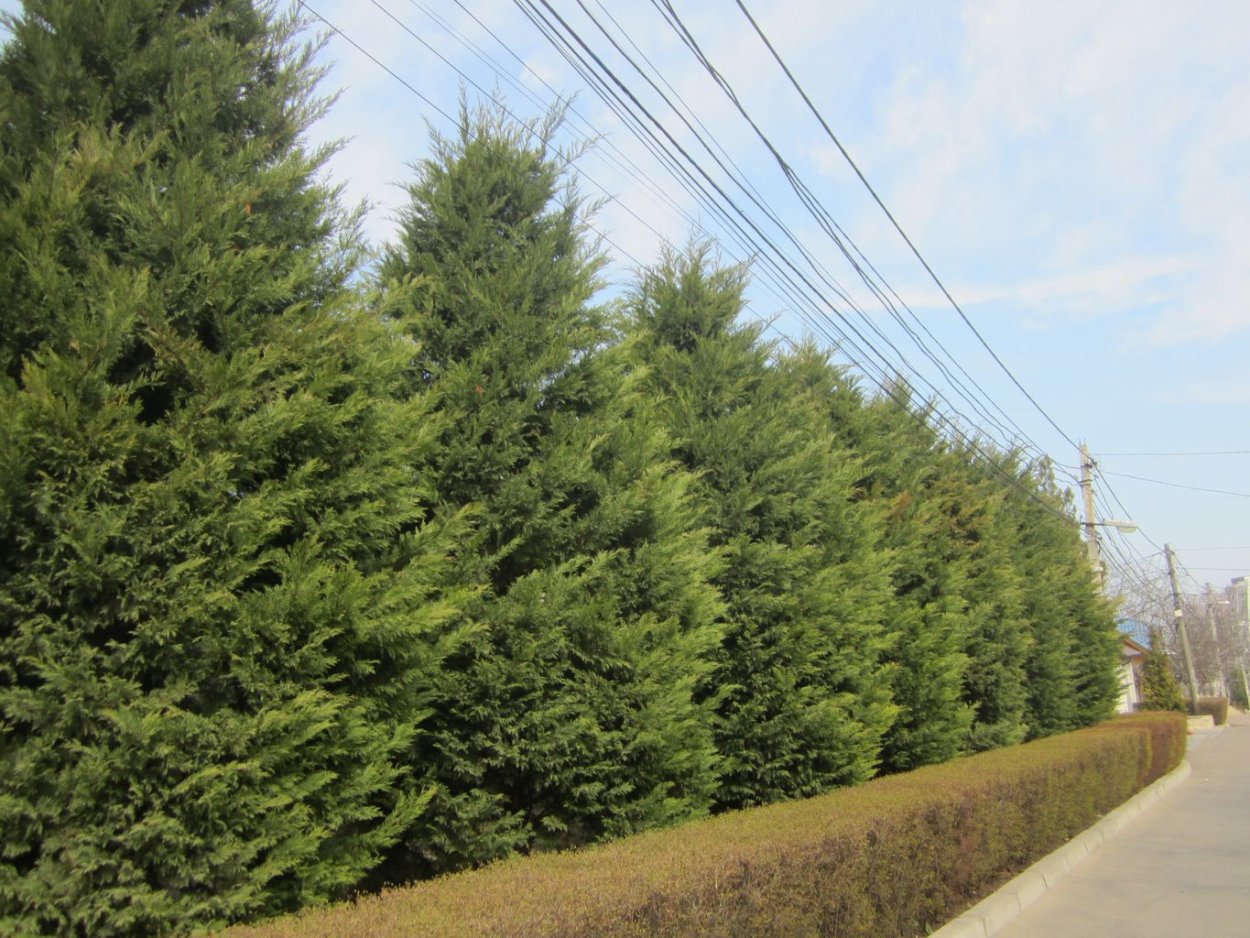 Купрессоципарис Лейланда Живая изгородь