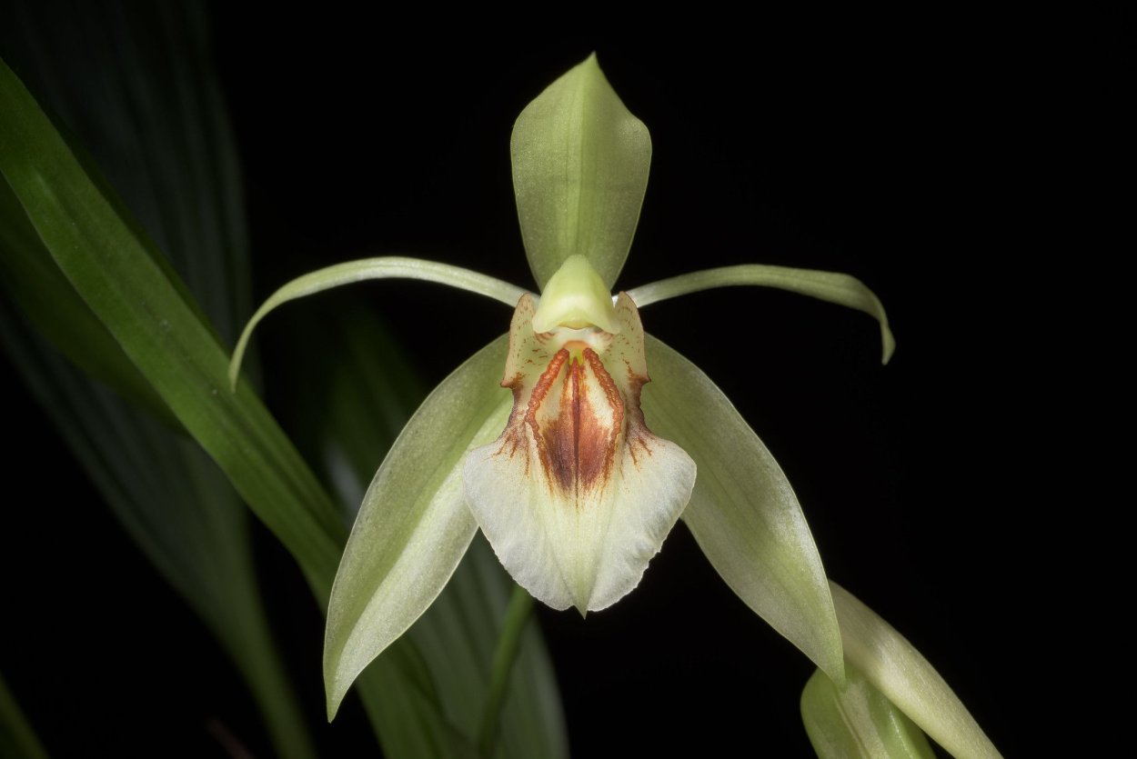 Coelogyne huettneriana