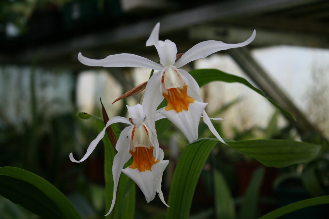 Coelogyne verrucosa
