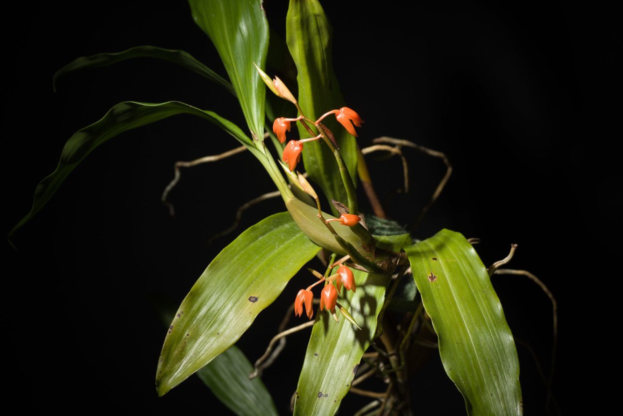 Coelogyne nitida