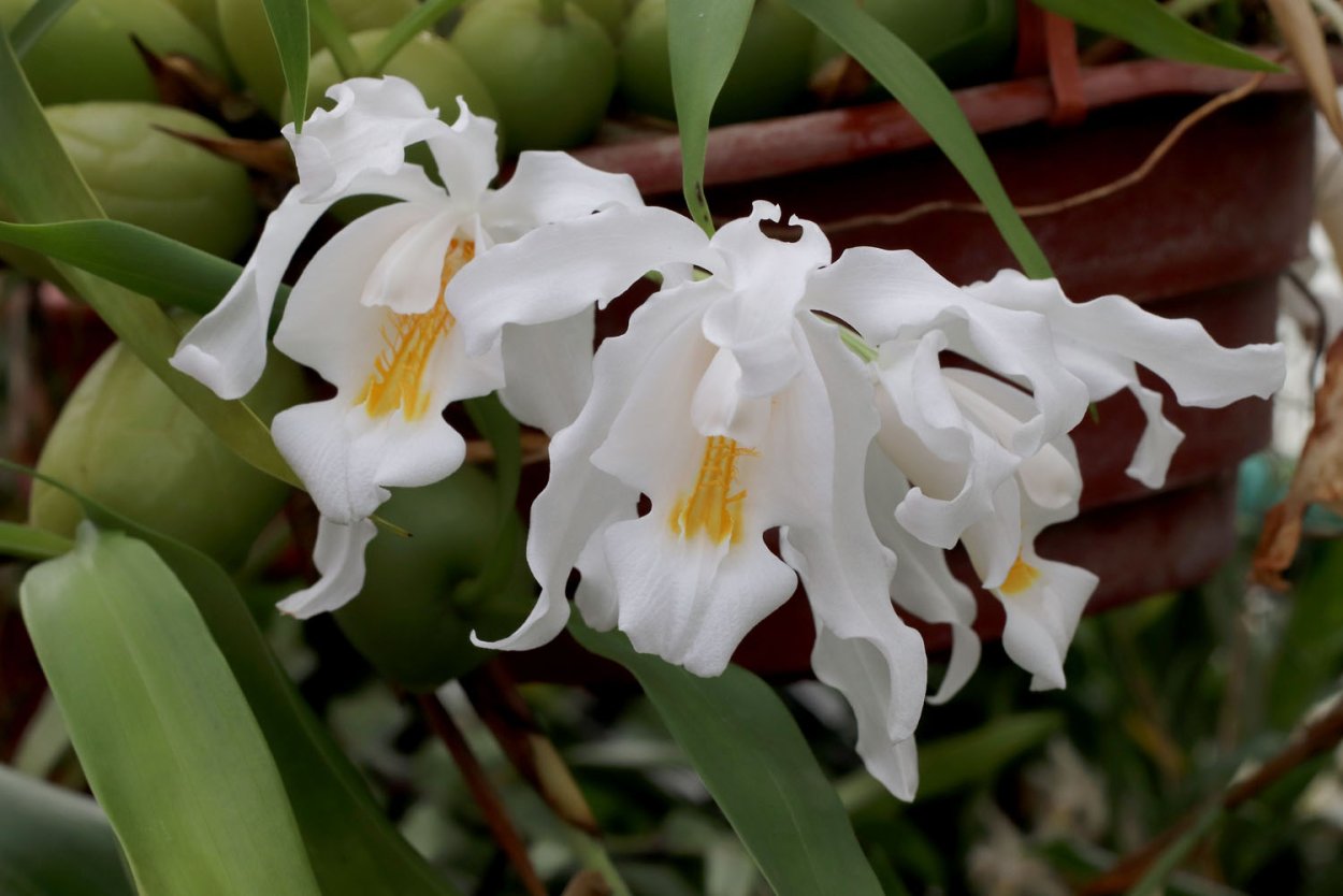 Coelogyne swaniana