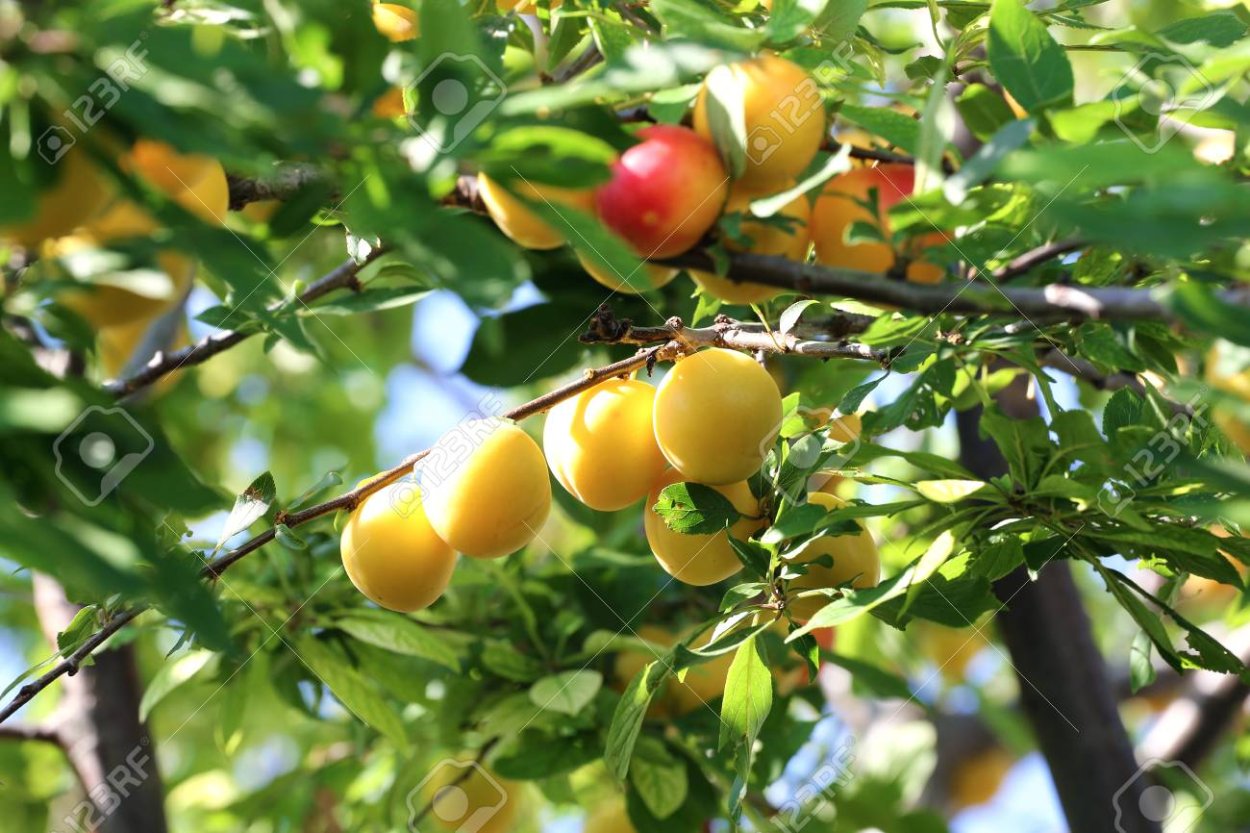 Слива колючая с желтыми плодами