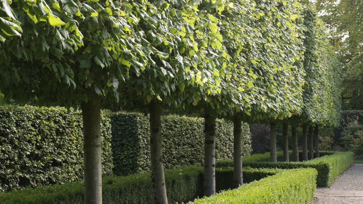 Туя Глобоза в ландшафтном