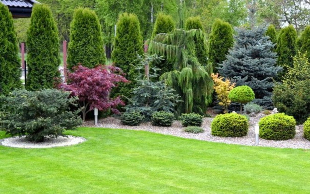 Топиарная стрижка кипарисовика