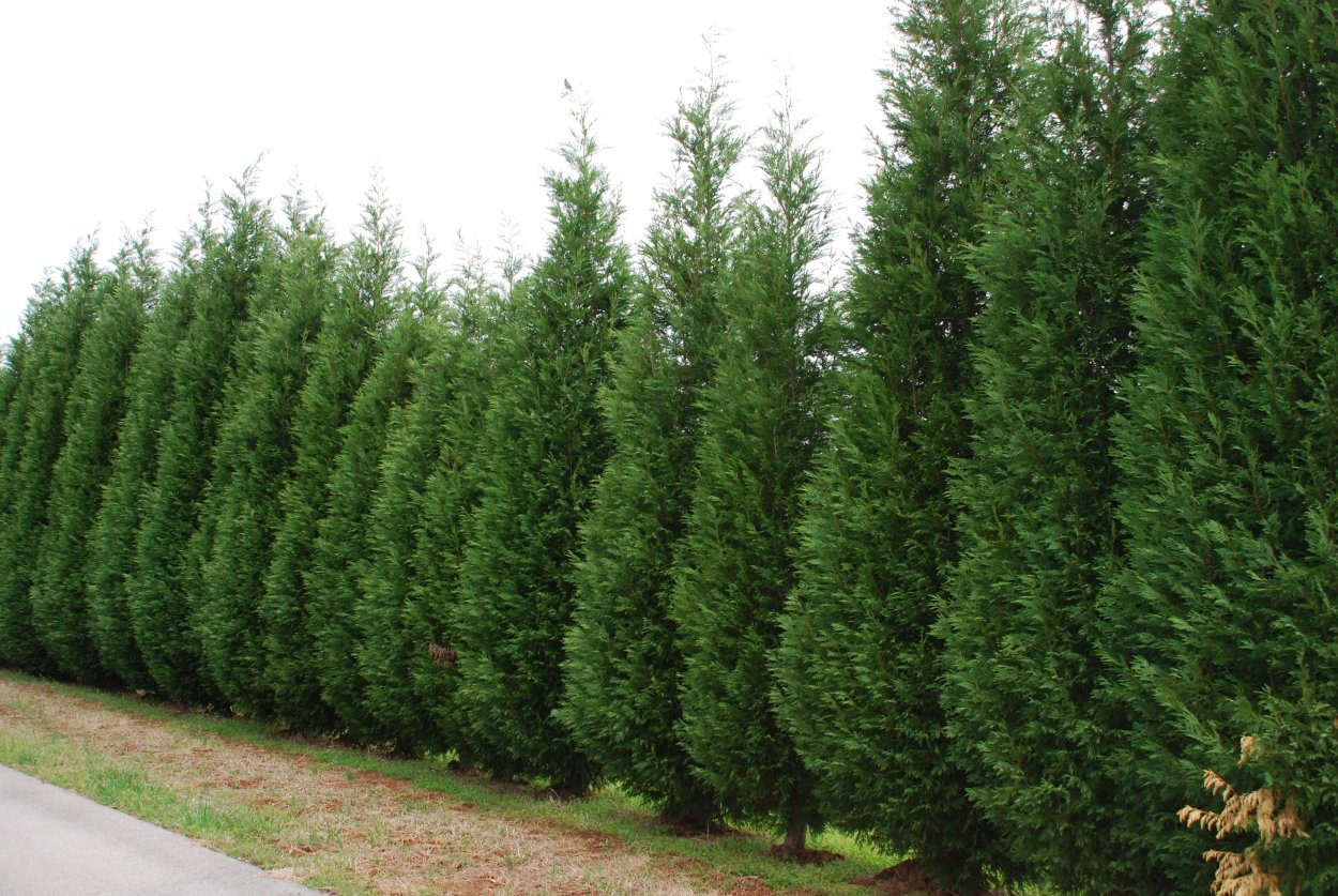 Туя Брабант для арки