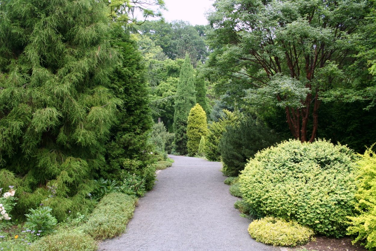 Можжевельник обыкновенный (Juniperus communis l.)