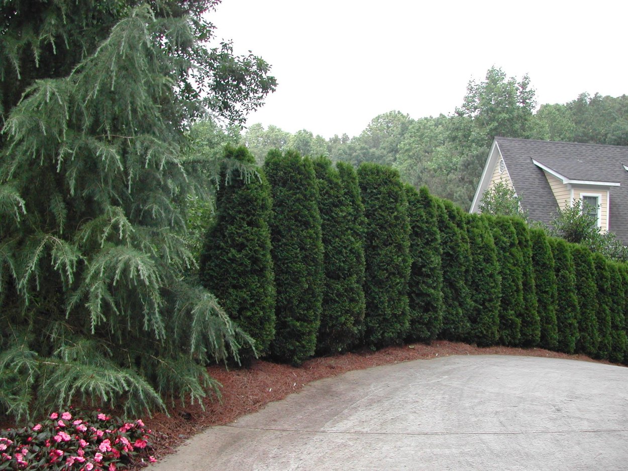 Туя Колумна Живая изгородь