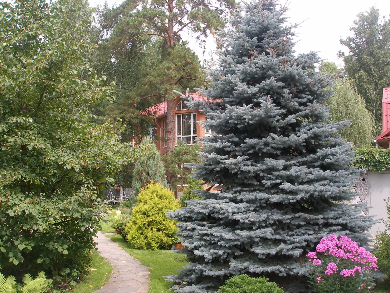 Туя Западная пихта Сибирская