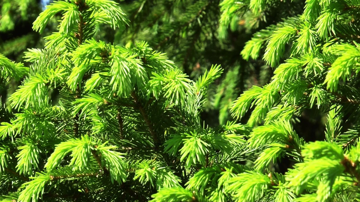 Магония в миксбордере