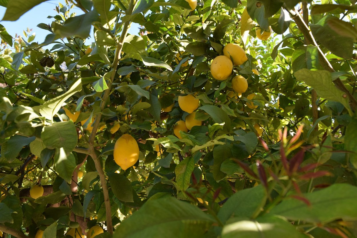 Сорт айвы Зубутлинская